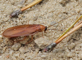 Wood Cockroach